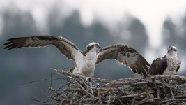 osprey's nest.jpg