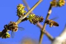 3-16-17-cr__D7K6106.jpg
