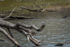 _DSC0740-Edit.jpg