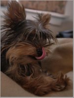 DSC_1002 -1 Ruby Tongue sm.jpg DSC_1002 -1 Ruby Tongue sm.jpg