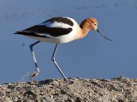 Avocet4.jpg