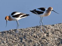 Avocet5.jpg