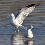 Gull2.jpg