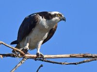 Osprey3.jpg