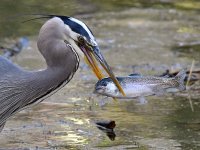 BlueHeron9.jpg