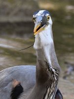 BlueHeron32.jpg