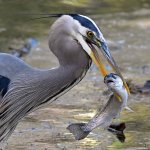 BlueHeron12.jpg