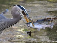 BlueHeron13.jpg