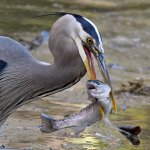 BlueHeron22.jpg