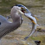 BlueHeron23.jpg