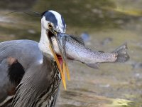 BlueHeron25.jpg