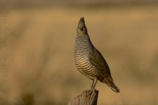 3-19-17-cr__D7K6137.jpg