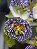 PActinia2.jpg