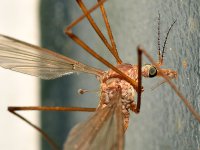 Mosquito.jpg