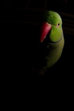 DSC_1350+Kiwi two light lensbaby trials-0004.jpg