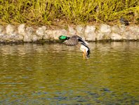 DSC_8122.jpg