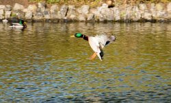 DSC_8123.jpg