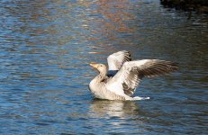 DSC_8177.jpg