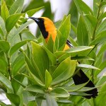 Oriole3.jpg