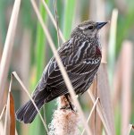 Blackbird2.jpg