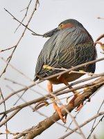 GreenHeron9.jpg