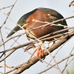 GreenHeron3.jpg