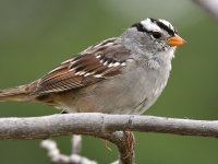 Sparrow3.jpg