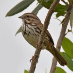 Sparrow5.jpg