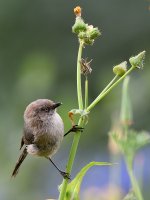 Tit2.jpg