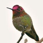 Hummer9.jpg