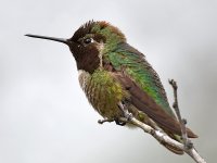 Hummer13.jpg