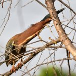 GreenHeron7.jpg