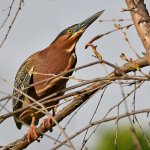 GreenHeron8.jpg