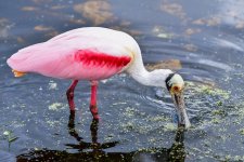 Feeding Roseate Spoonbill-1.jpg