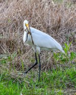 Great Egret with Frog-1.jpg
