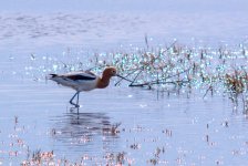 American Avocet at Farmington Bay #2  3-18-2017.jpg