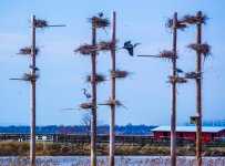 Blue Heron Habitat at Farmington Bay  3-18-2017.jpg