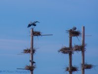 Blue Heron Habitat at Farmington Bay #2  3-18-2017.jpg