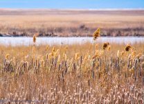 Farmington Bay 3-18-2017.jpg