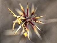 3-21-17-cr__D7K6157.jpg