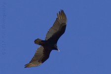 3-21-17-cr__D7K6161.jpg