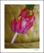 DSC_7766.jpg