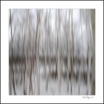 trees in motion.jpg