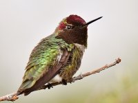 Hummer14.jpg