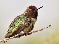 Hummer16.jpg
