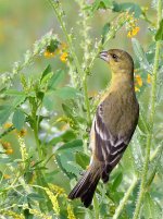 Finch2.jpg