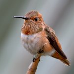Hummer2.jpg