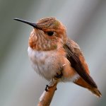 Hummer3.jpg