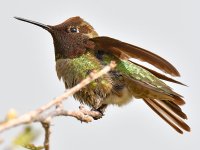 Hummer21.jpg