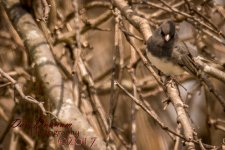 Afternoon zoom-1559.jpg